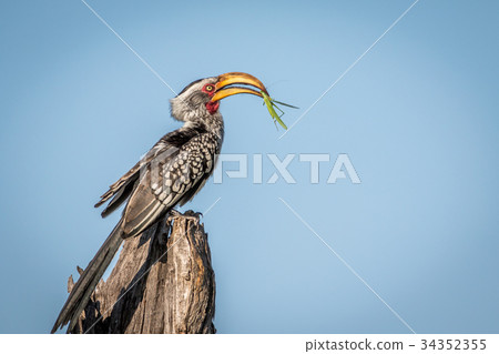 Yellow-billed hornbill with Praying matis. Yellow-billed hornbill with Praying matis. 34352355