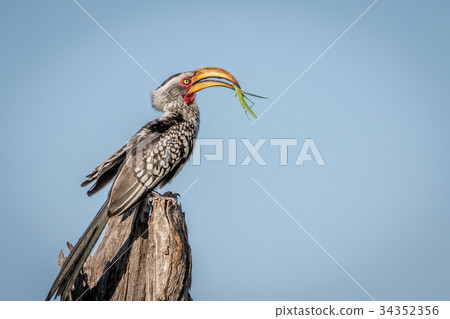 Yellow-billed hornbill with Praying matis. 34352356
