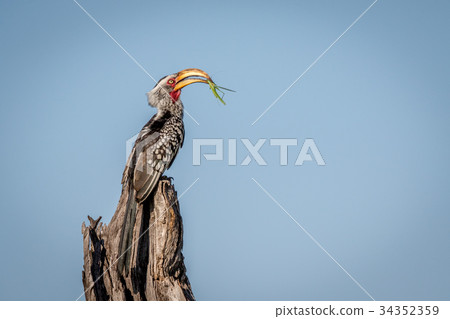 Yellow-billed hornbill with Praying matis. 34352359