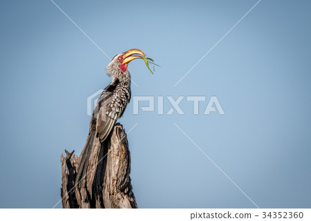 Yellow-billed hornbill with Praying matis. 34352360