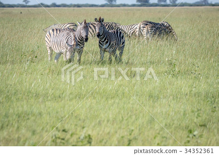Group of Zebras standing in the grass. 34352361