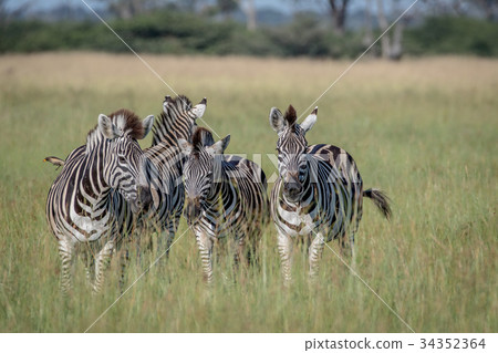 Group of Zebras standing in the grass. Group of Zebras standing in the grass. 34352364