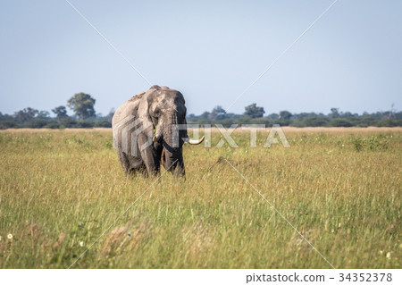 Elephant bull standing in the high grass. 34352378