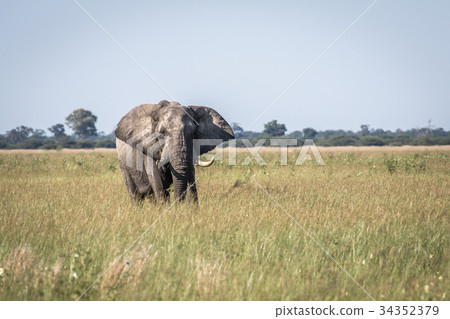 Elephant bull standing in the high grass. 34352379