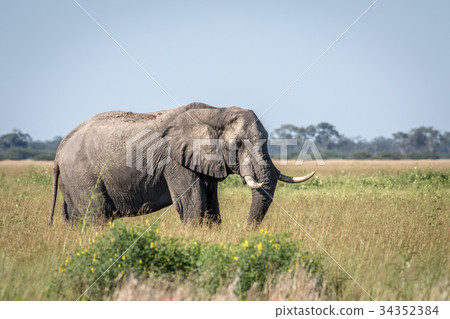Elephant bull standing in the high grass. 34352384
