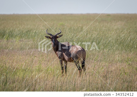 Red hartebeest standing in the grass. Red hartebeest standing in the grass. 34352412