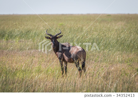 Red hartebeest standing in the grass. Red hartebeest standing in the grass. 34352413