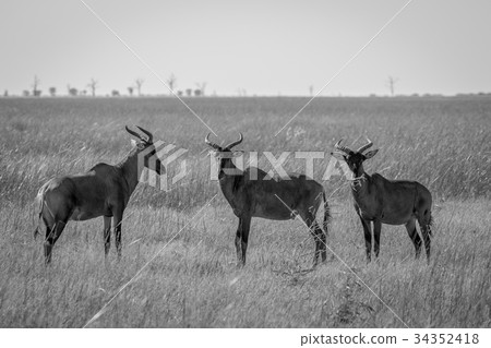 Group of Red hartebeests standing in the grass. Group of Red hartebeests standing in the grass. 34352418