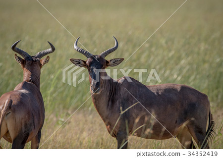 Two Red hartebeests standing in the grass. Two Red hartebeests standing in the grass. 34352419