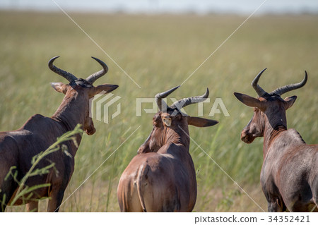 Three red hartebeests looking away. Three red hartebeests looking away. 34352421