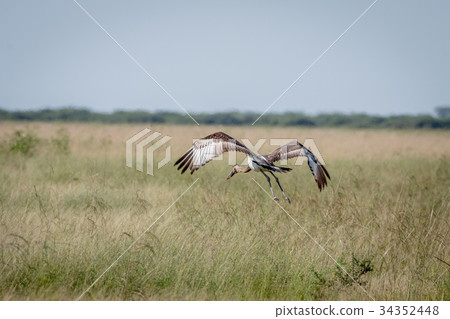 Juvenile Saddle-billed stork flying away. 34352448