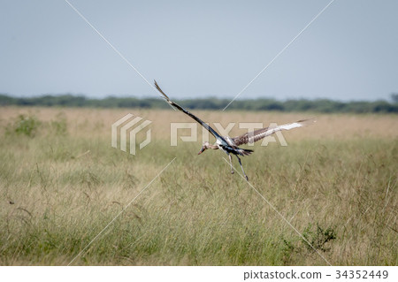 Juvenile Saddle-billed stork flying away. Juvenile Saddle-billed stork flying away. 34352449