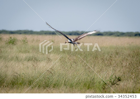 Juvenile Saddle-billed stork flying away. Juvenile Saddle-billed stork flying away. 34352453