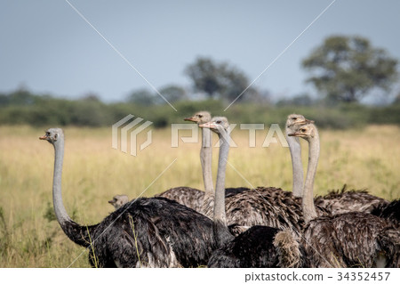Close up of a group of Ostriches. Close up of a group of Ostriches. 34352457