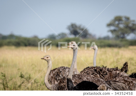 Close up of a group of Ostriches. 34352458