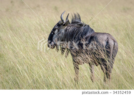 Blue wildebeest standing in the grass. Blue wildebeest standing in the grass. 34352459