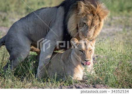 Lions mating in the grass in Chobe. 34352534