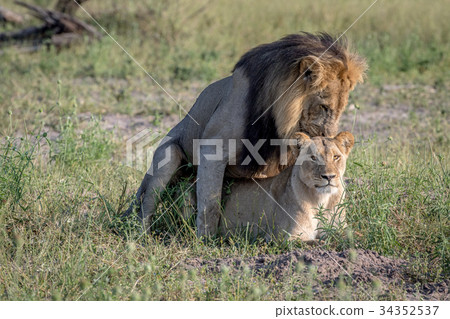 Lions mating in the grass in Chobe. Lions mating in the grass in Chobe. 34352537