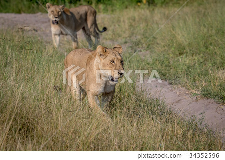 Lion walking in the high grass. 34352596