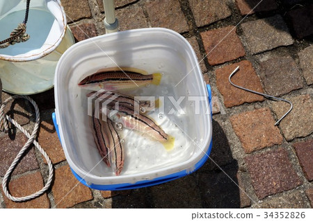 Kanmon Straits Aruka Port Fishing Red Sea Bream Kanmon Straits Aruka Port Fishing Red Sea Bream 34352826