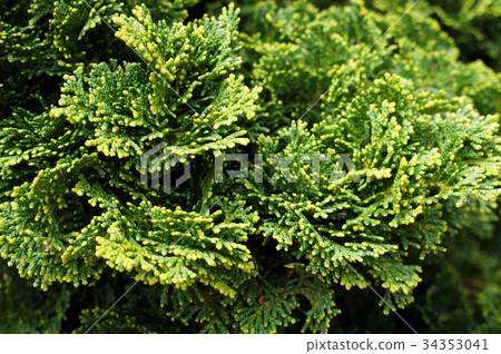 Thuja. Natural green background. 34353041