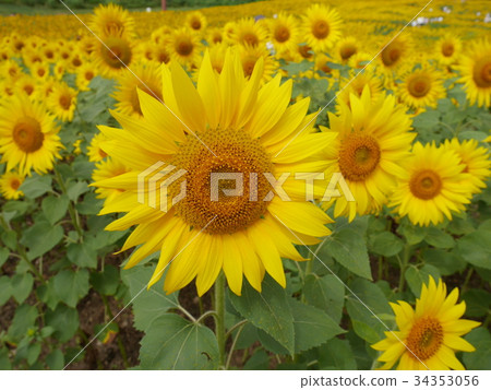 sunflower	 34353056