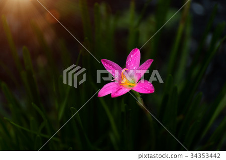 Pink of rain lily flower in the dark. 34353442