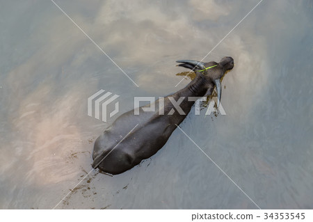 The water buffalo or domestic Asian water. The water buffalo or domestic Asian water. 34353545