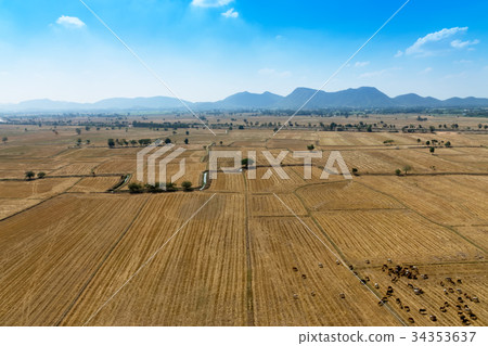 Fields in the summer 34353637