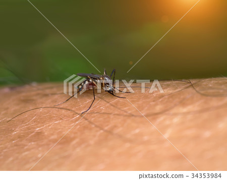 Close-up of a mosquito sucking blood. 34353984