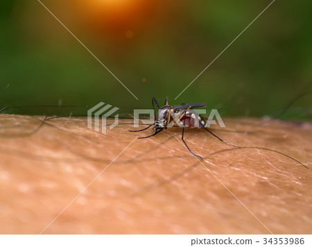 Close-up of a mosquito sucking blood. 34353986