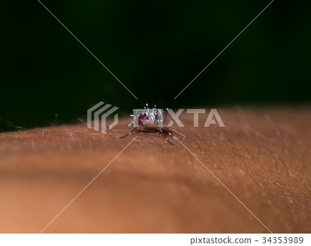 Close-up of a mosquito sucking blood. 34353989