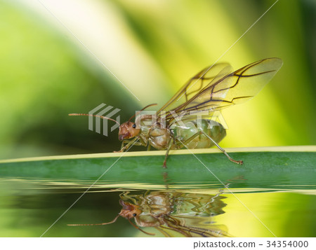 Close up macro of giant ant with wing on the leave 34354000