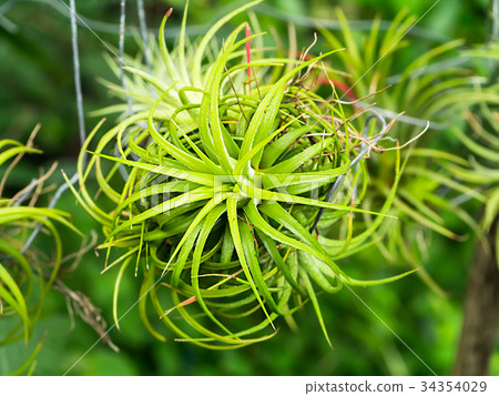 Gren Tillandsia. (air plant) 34354029