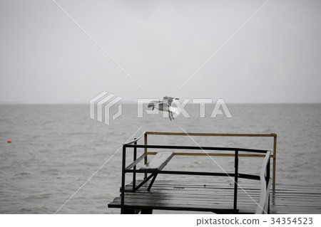 Seagull flying over water 34354523