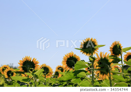 sunflower sunflower 34354744