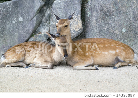 Miyajima's cuddling deer Miyajima's cuddling deer 34355097