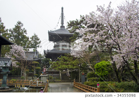 Cherry blossom and rainy sensenji 34355098
