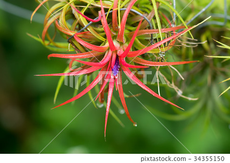 Tillandsia air plant in the nature. 34355150