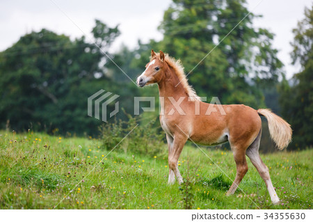 The running foal 34355630