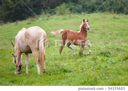 Foal with her mother Foal with her mother 34355683