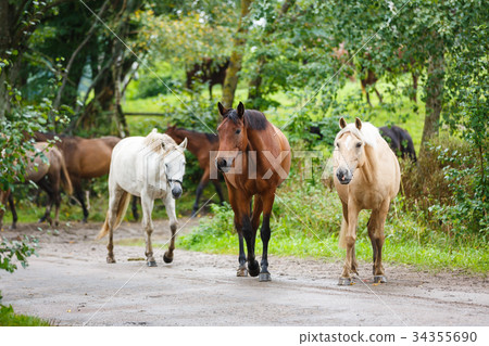 Herd of horses on the road Herd of horses on the road 34355690