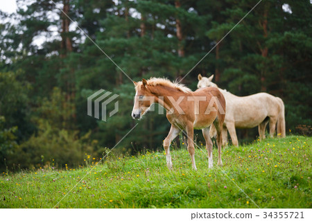 Foal with her mother Foal with her mother 34355721