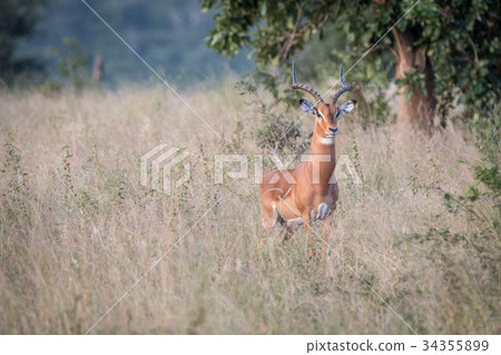 An Impala staring at the camera. 34355899