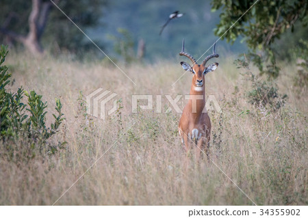 An Impala staring at the camera. An Impala staring at the camera. 34355902