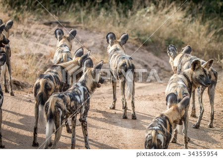 A pack of African wild dogs looking around. 34355954