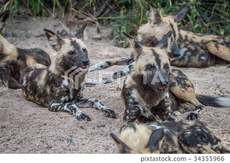 A pack of African wild dogs laying in the sand. 34355966