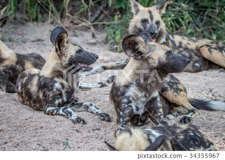 A pack of African wild dogs laying in the sand. 34355967