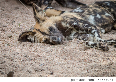 An African wild dog sleeping in the sand. 34355973