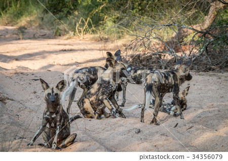 A pack of African wild dog playing. A pack of African wild dog playing. 34356079